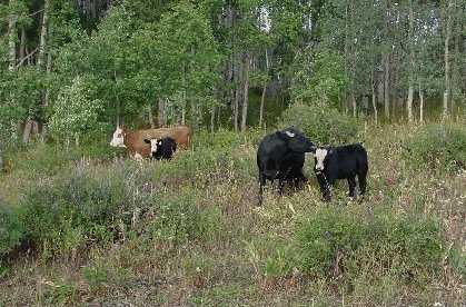 Sopris Cows
