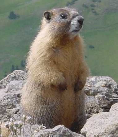 Marmot on Wetterhorn