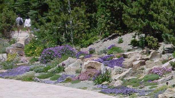 Betty Ford Alpine Garden, Vail
