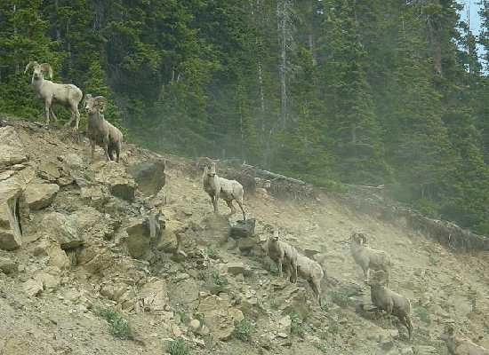 Bighorn Sheep at Loveland Pass