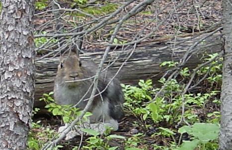 Snowshoe Bunny in Wild Basin