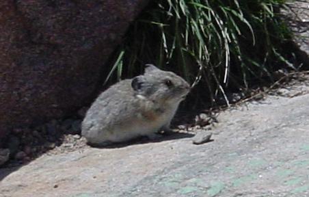Pika on Twin Sisters