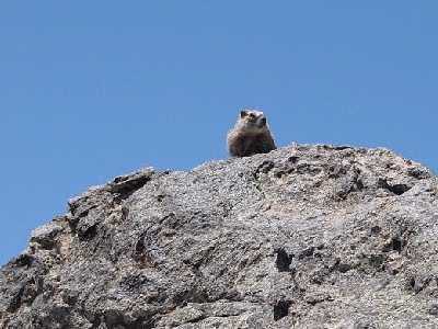 Marmot on Twin Sisters Summit