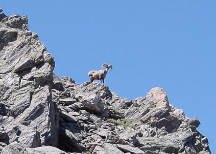 Bighorn Sheep on Twin Sisters