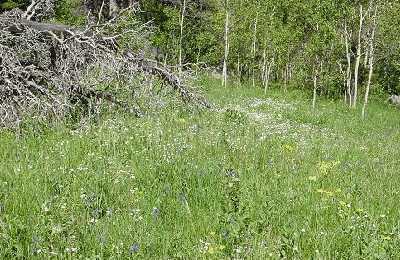 Wildflowers in Pleasant Valley