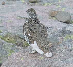 Ptarmigan below Windom Peak