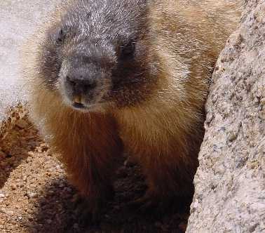 Marmot near Sunlight Summit