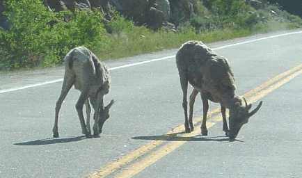Immature Bighorns near Independence Pass
