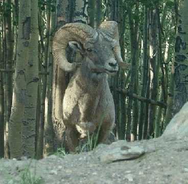Mature Bighorn near Marshall Pass