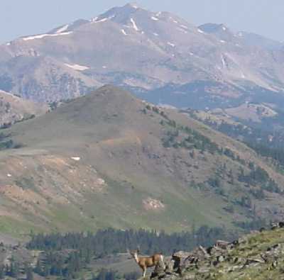Deer on Mt. Ouray
