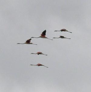 Flamingos