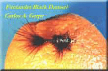 blackd.jpg (15321 bytes)