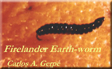 fireearthworm.gif (24792 bytes)