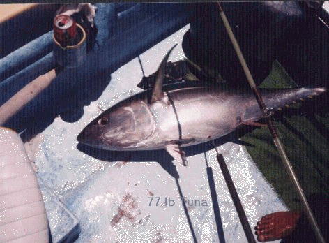 About 3 hours later 77lbs of tuna in the panga. The small one's mine.