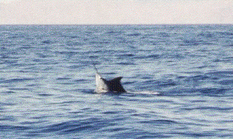 Sailfish breaks water many times.  Larry had one on at the same time but his broke off the hook.