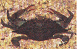 Blue Crab