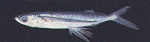 Flyingfish