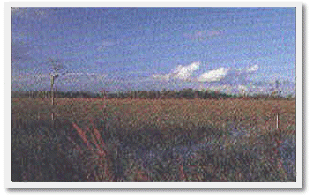 Florida Everglades