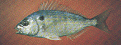pinfish.gif (6507 bytes)