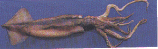 Squid
