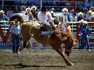 calgary stampede