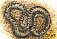 Colubro Liscio