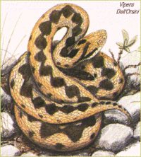 Vipera dell'Orsini