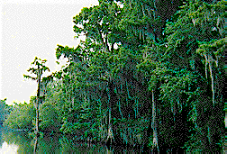 bayou.gif