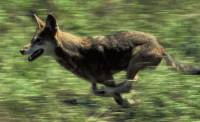 Wolf Running