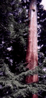 Big tree