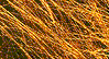 Grasses