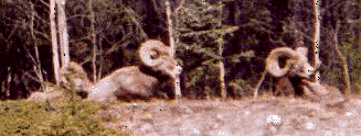 Mountain Sheep