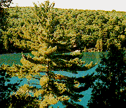 Pink Lake