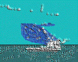 [whale]