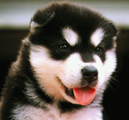 Glacier At 4 Weeks