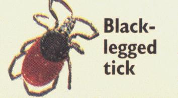 Black Legged tick