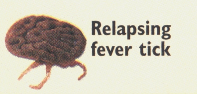 Relapsing Fever tick
