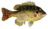 Blue Gill
