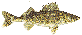 Walleye