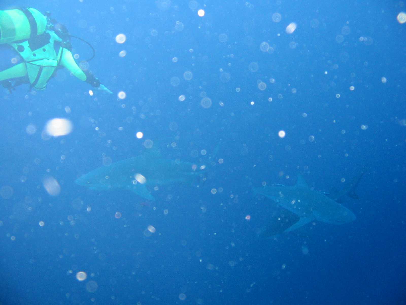 Sharks at Aliwal Shoal