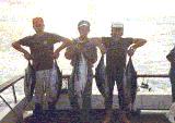 Morro Bay Albies