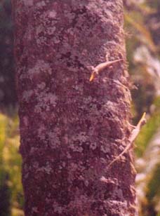 lpnglzrds.jpg (20636 bytes)