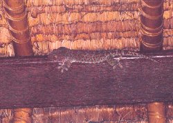tkaygeko.jpg (16826 bytes)