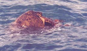 turtlsex.jpg (17309 bytes)