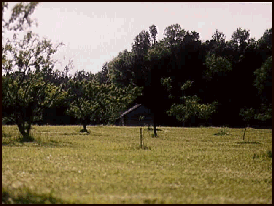 Peach Orchard