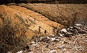 women harvesting the grain