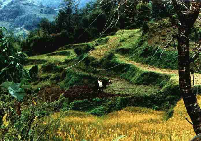 manplowing