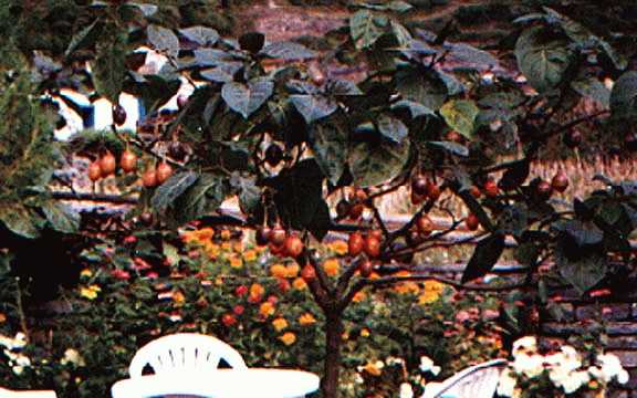 tomatotree
