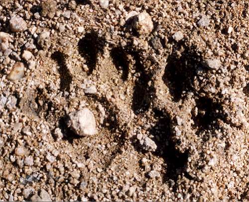 Paws1.jpg (60615 bytes)