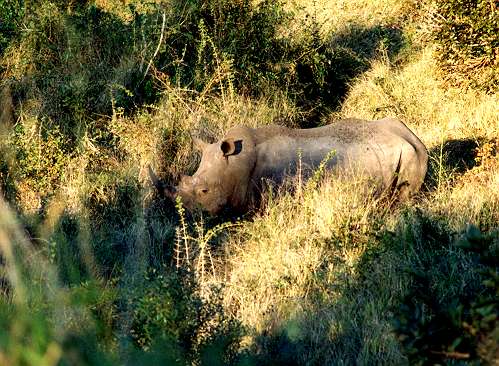 Rhino1.jpg (54546 bytes)